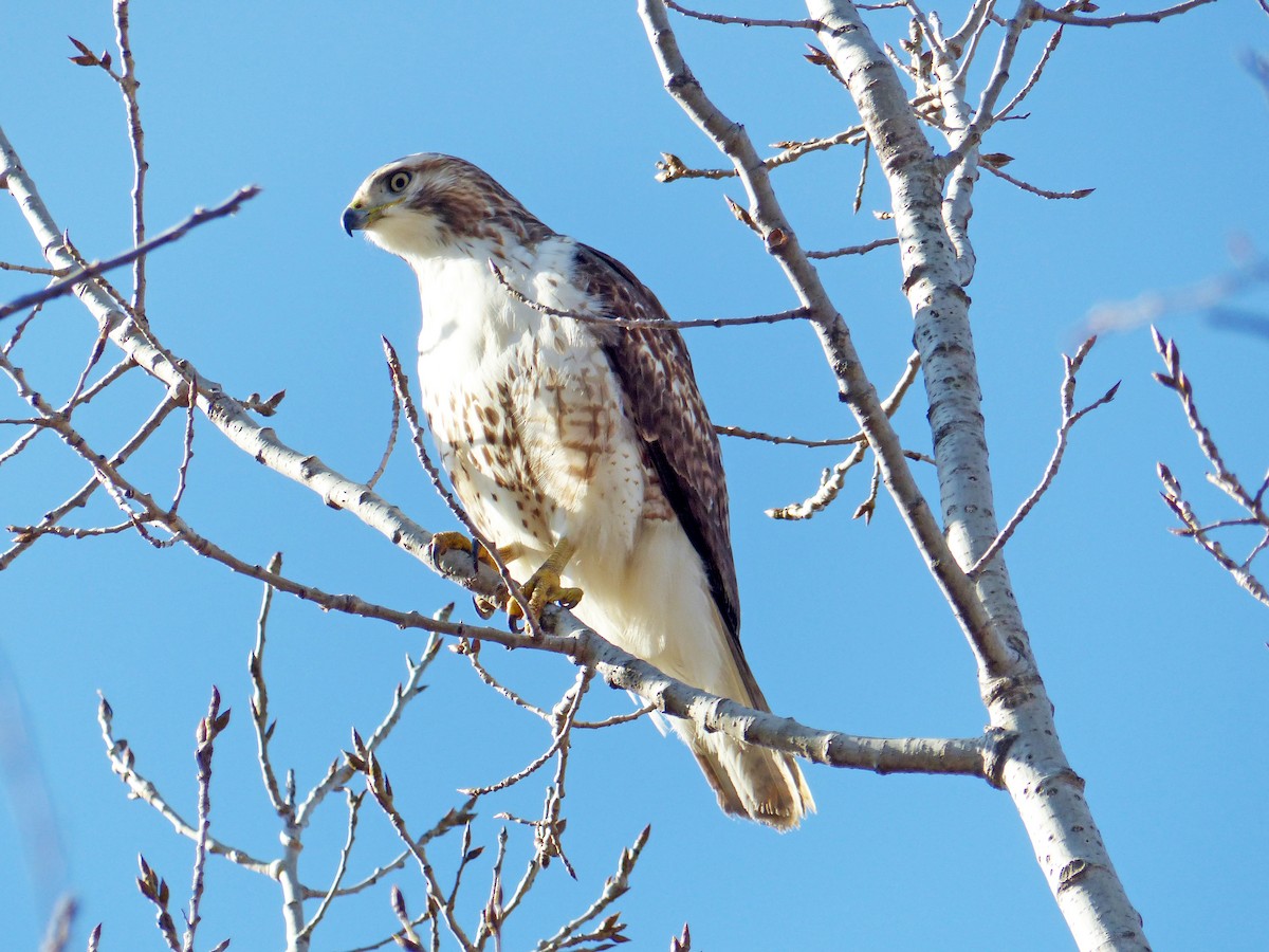 Red-tailed Hawk - ML631270589