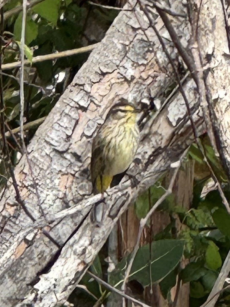 Palm Warbler - ML631270607