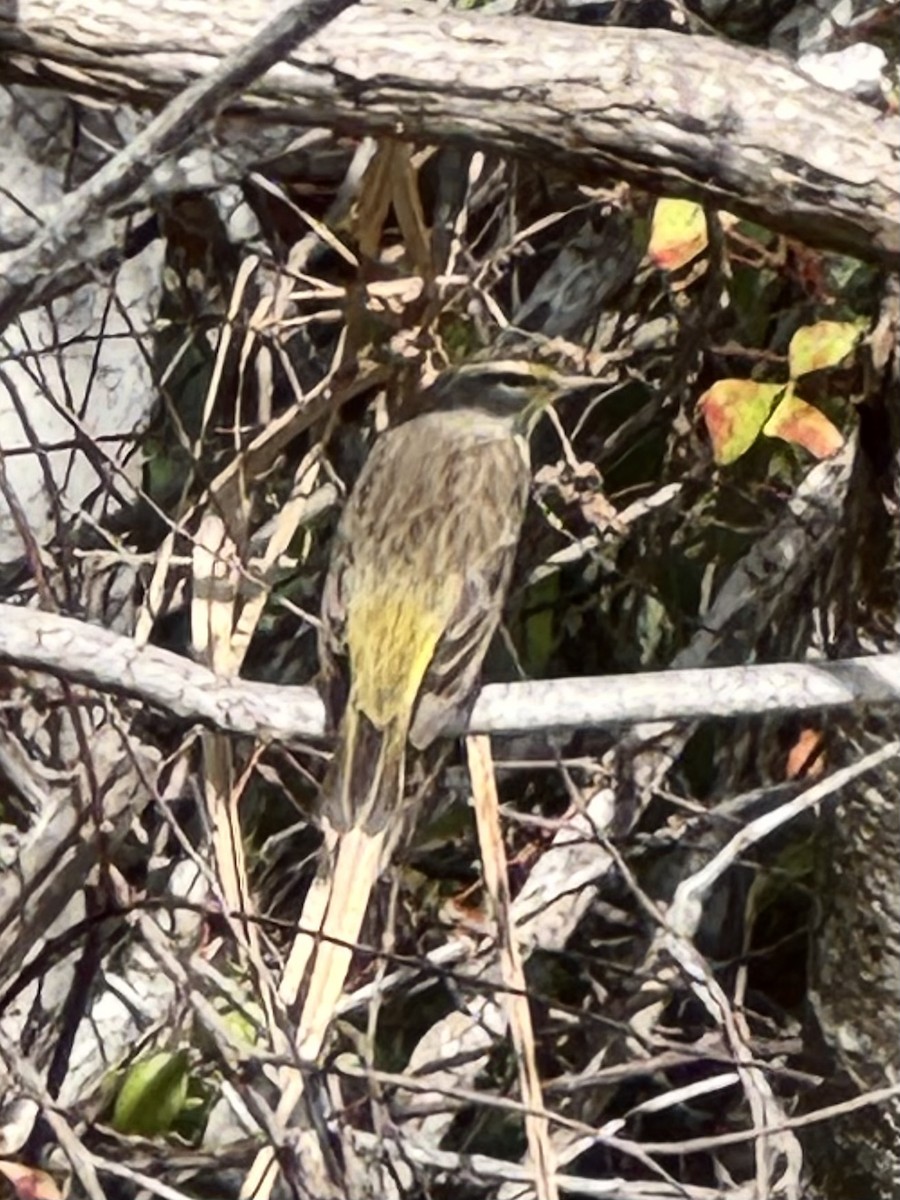 Palm Warbler - ML631270609