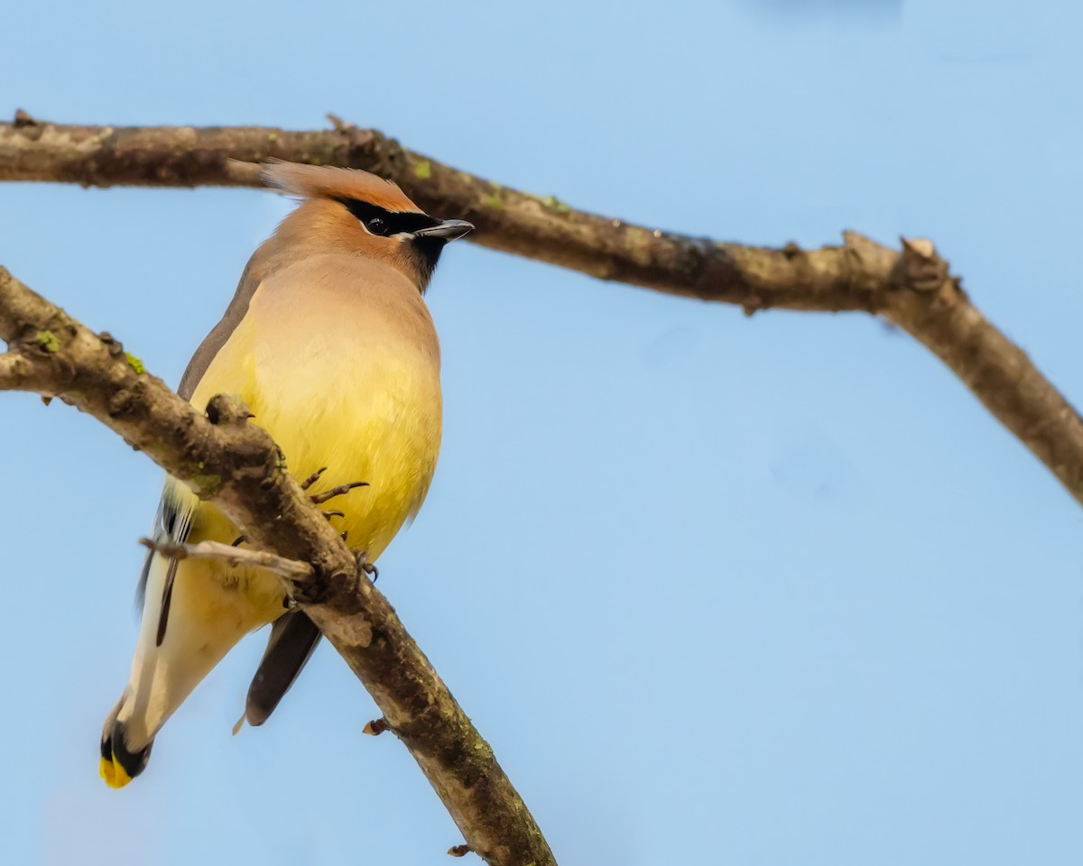Cedar Waxwing - ML631270623