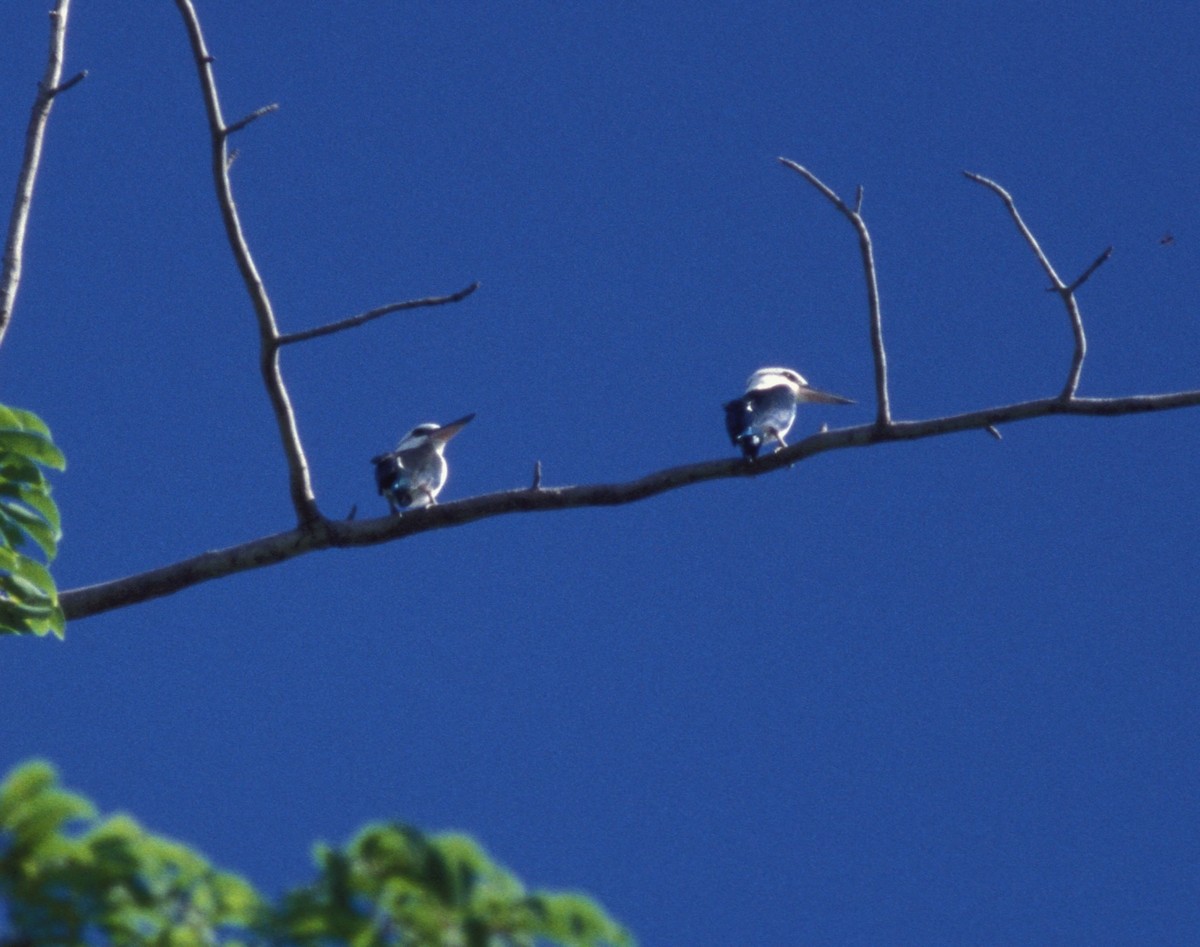 Mariana Kingfisher - ML631270639