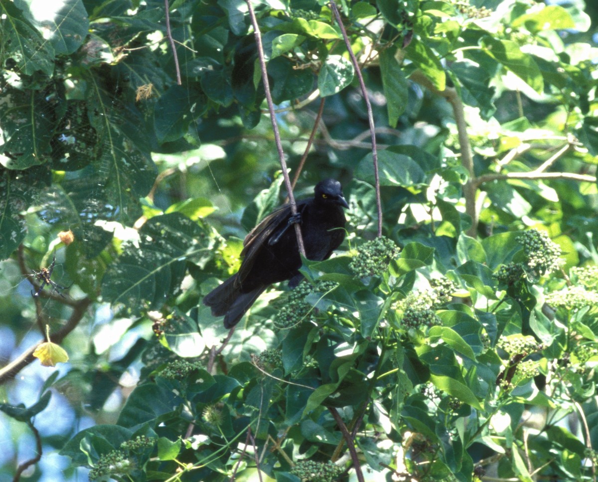 Micronesian Starling - ML631270658