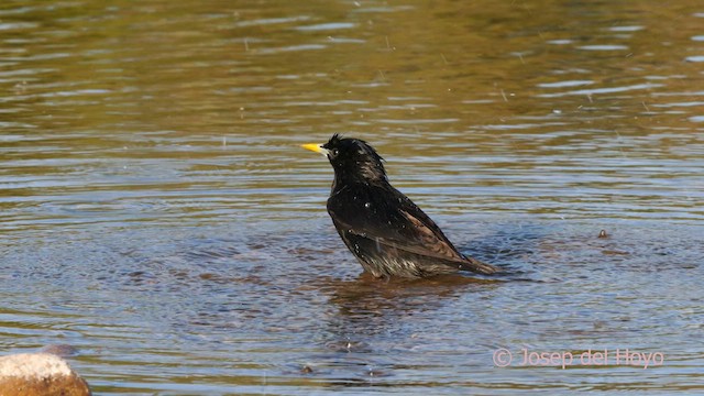 Spotless Starling - ML631270697