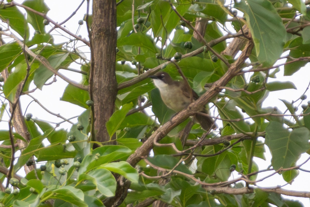 Simple Greenbul - ML631270783