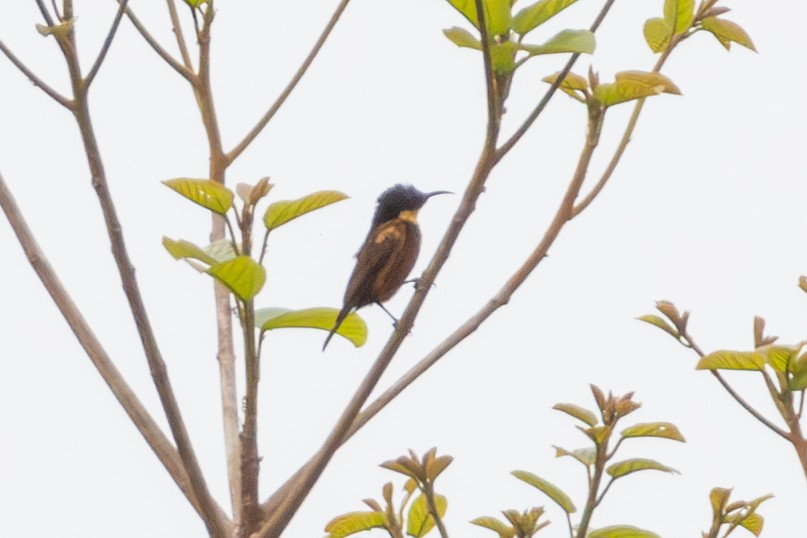 Buff-throated Sunbird - ML631270795