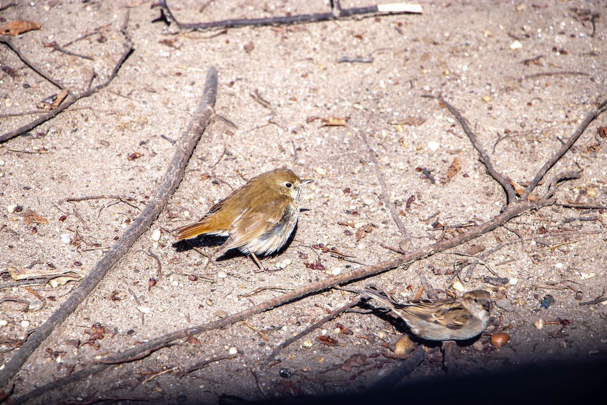 Hermit Thrush - ML631271091