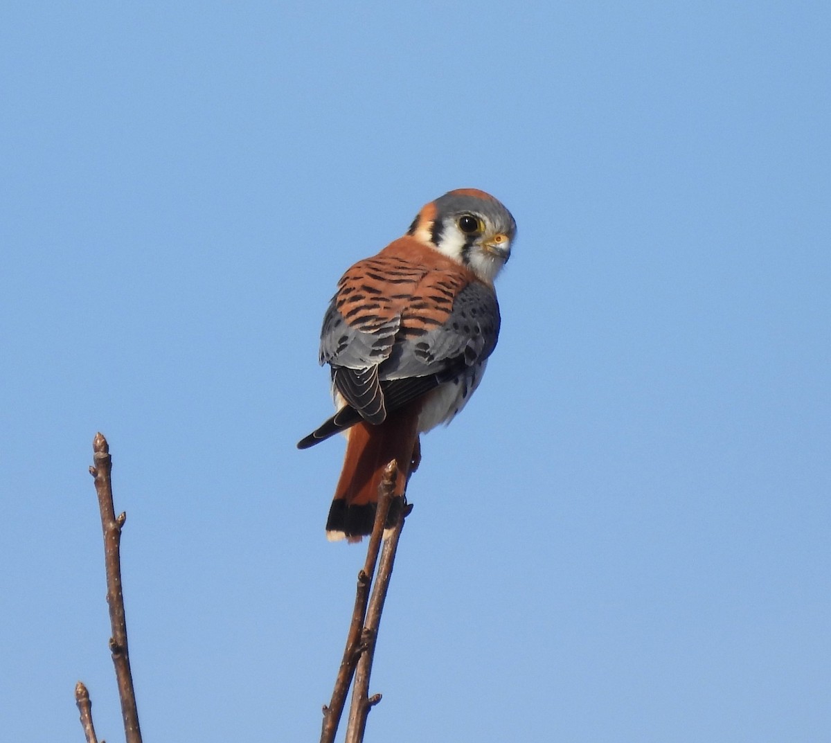 American Kestrel - ML631271167
