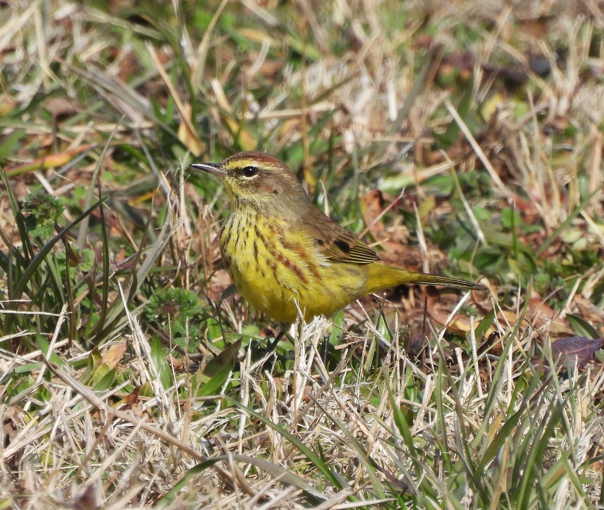 Palm Warbler - ML631271206