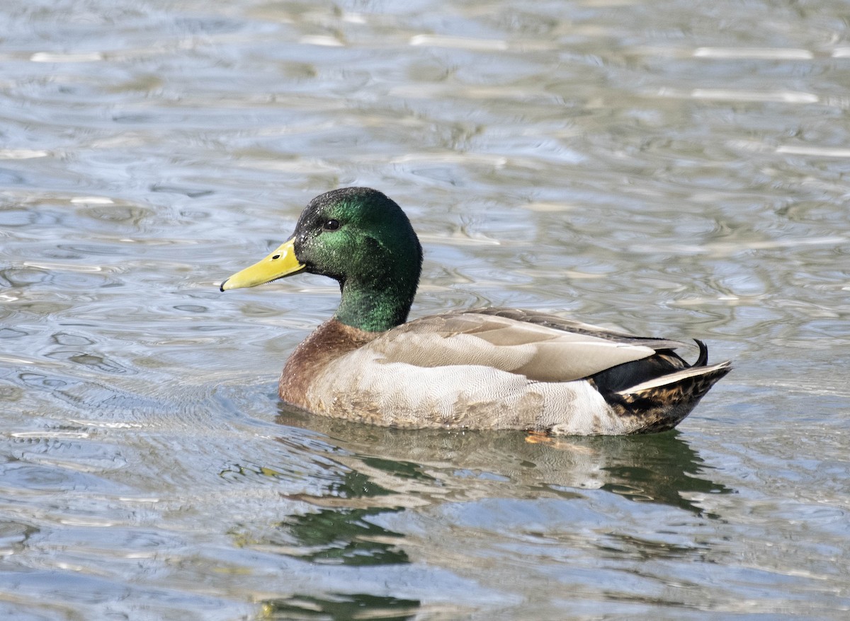 stokkand - ML631271298