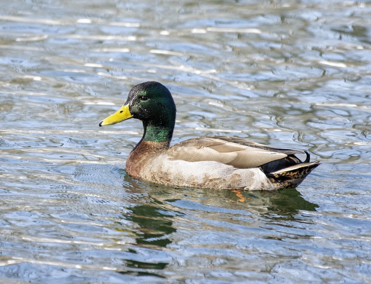 stokkand - ML631271299