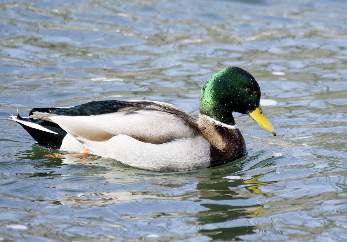 stokkand - ML631271300