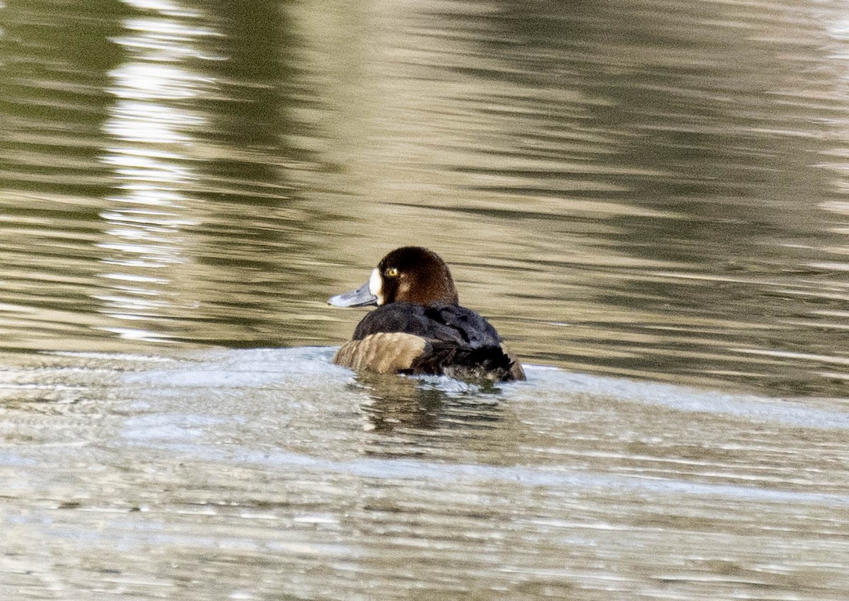 bergand - ML631271304