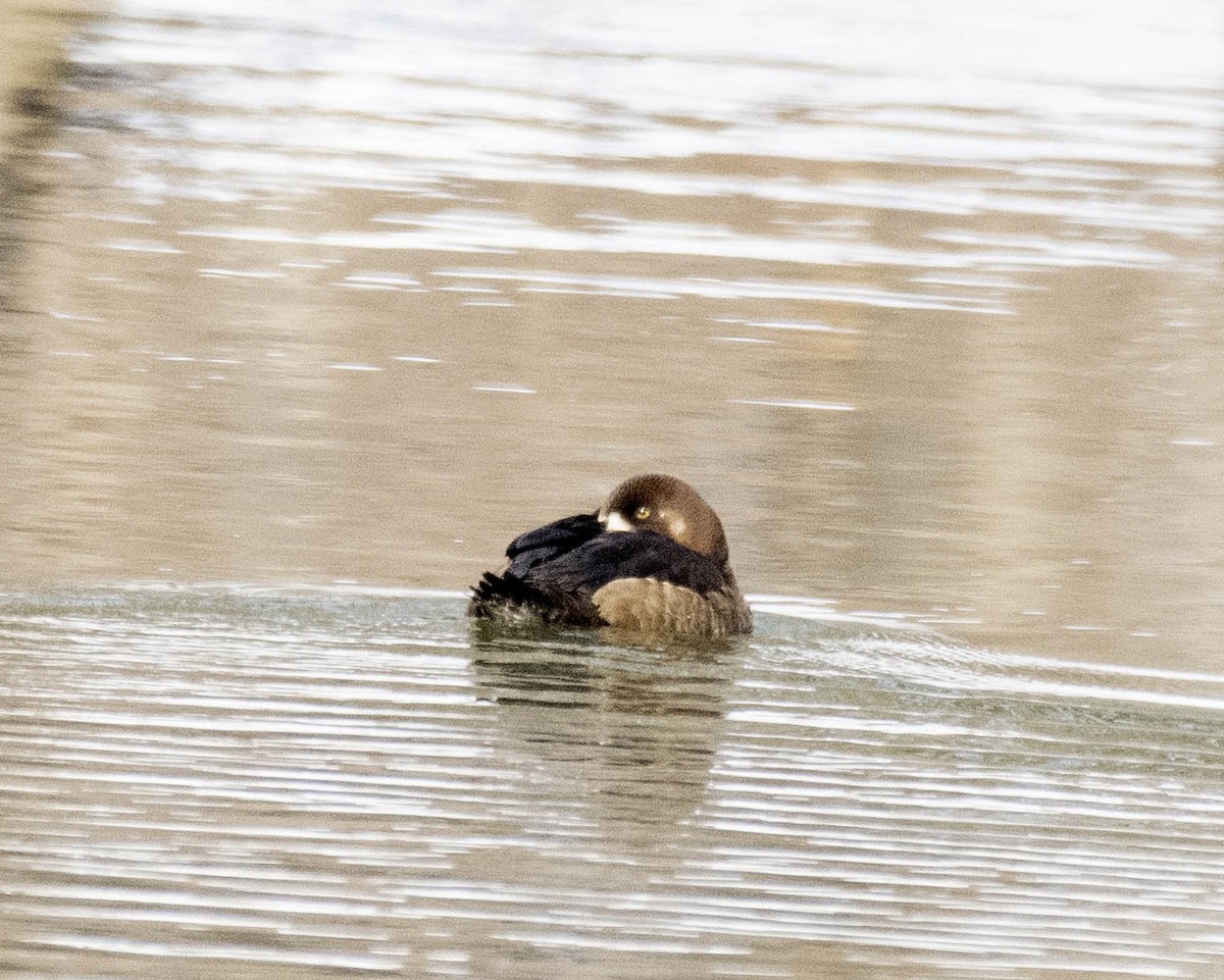 bergand - ML631271305