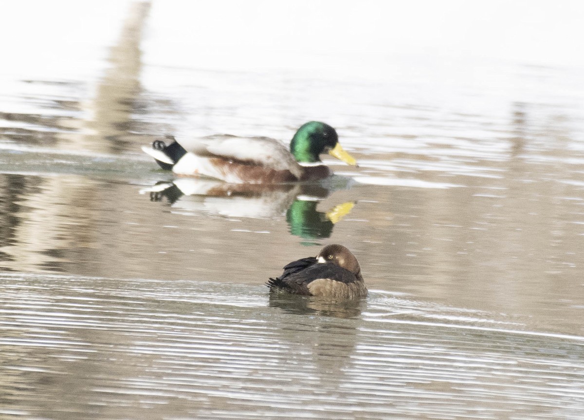 stokkand - ML631271311