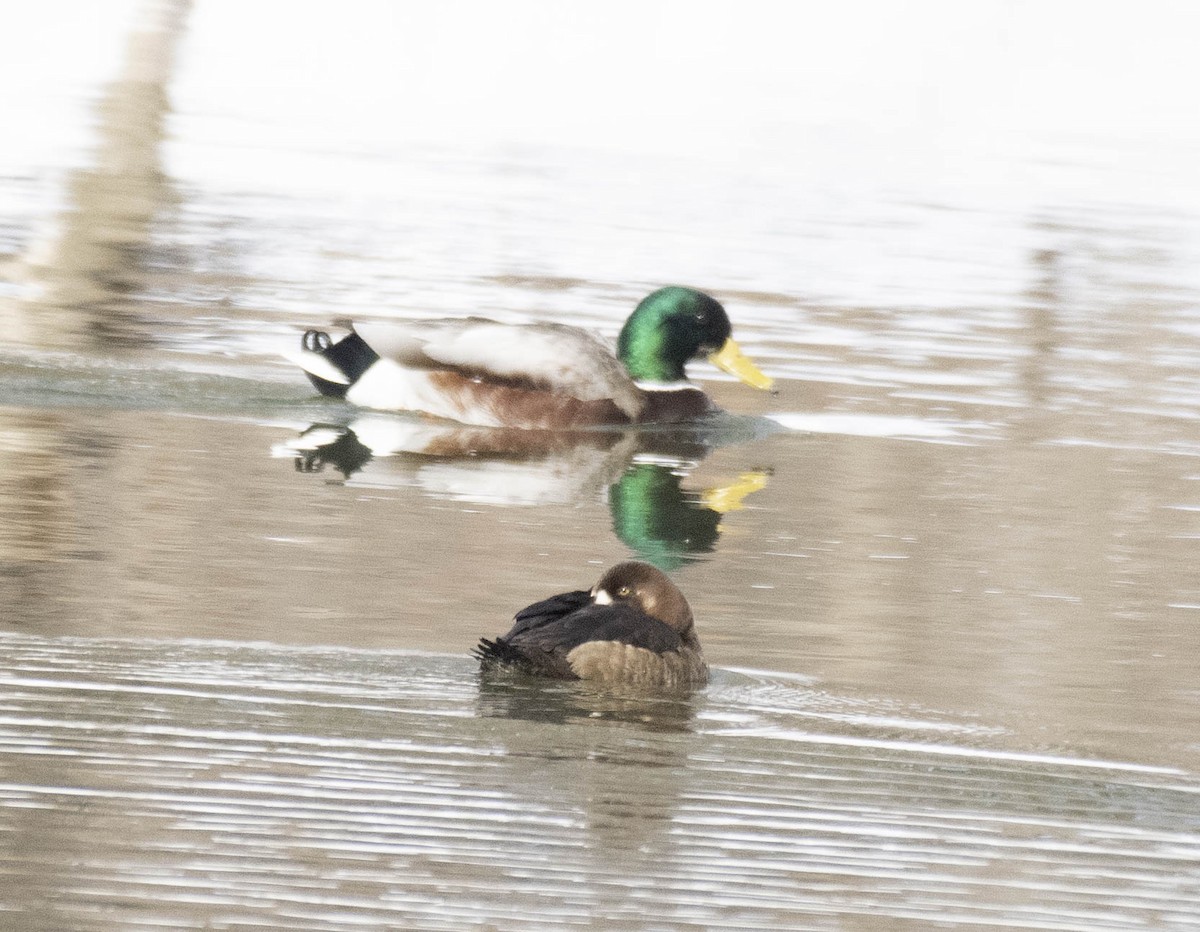 stokkand - ML631271312