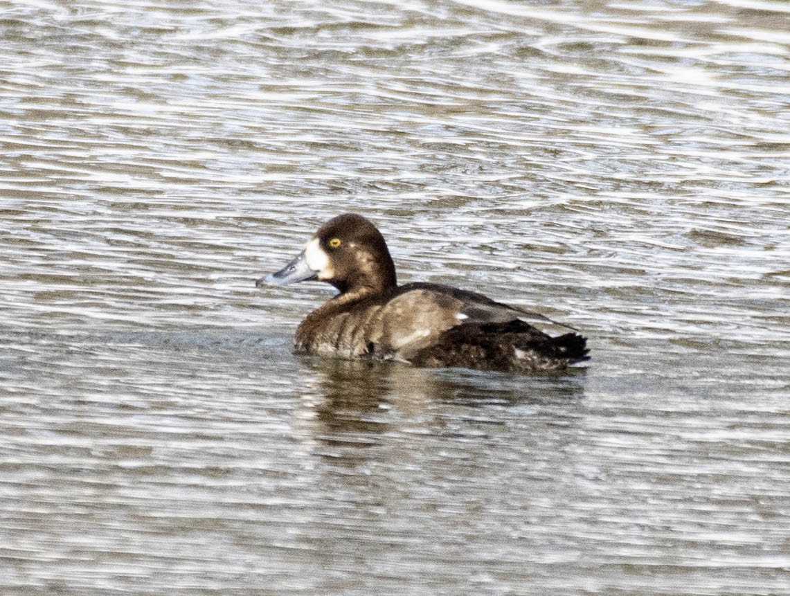 bergand - ML631271319