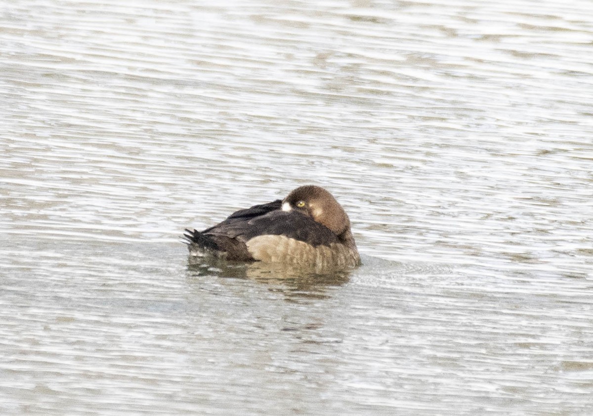 bergand - ML631271320