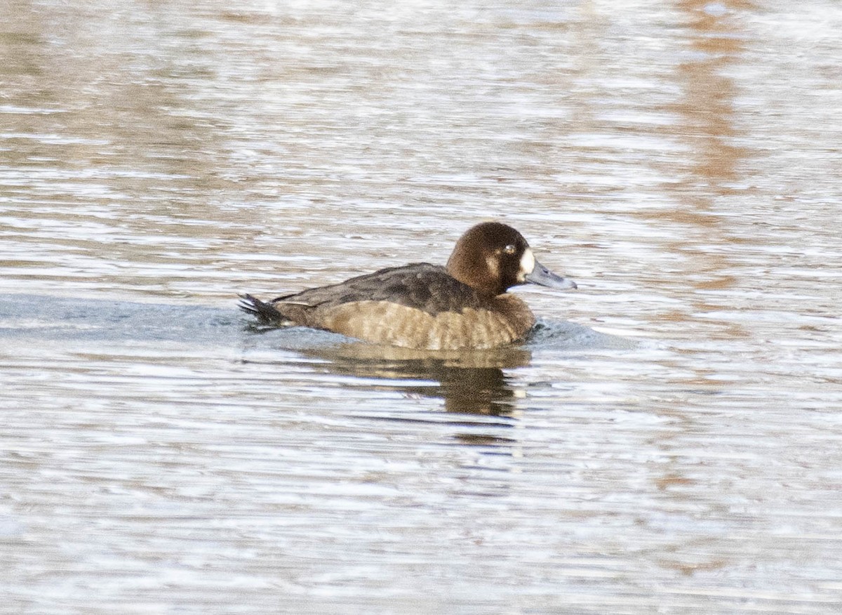 bergand - ML631271321