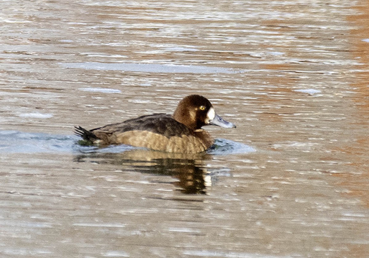 bergand - ML631271322