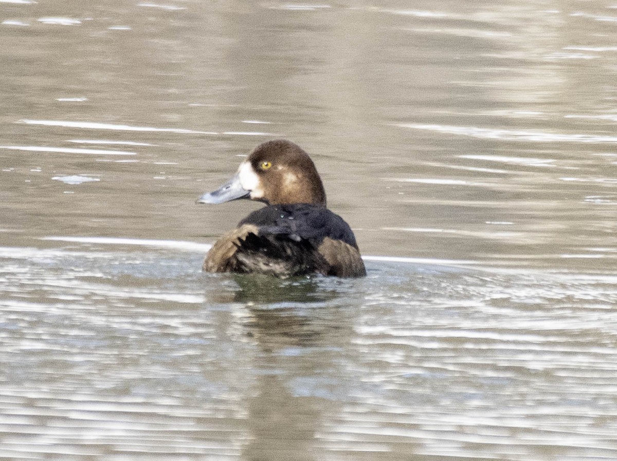 bergand - ML631271323