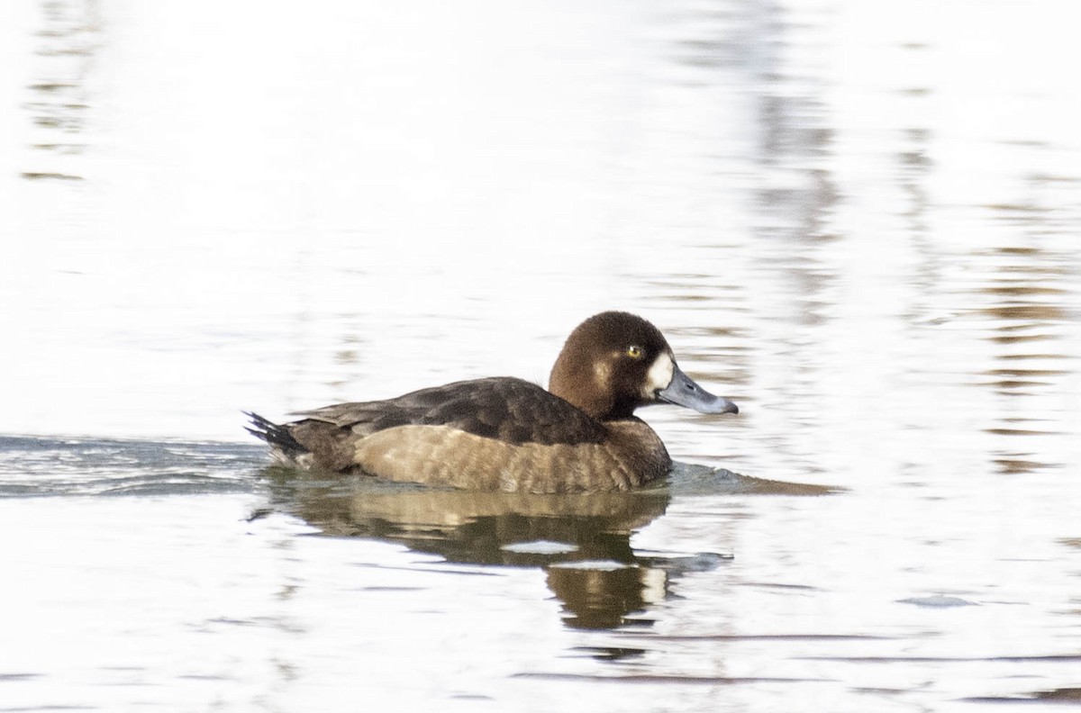 bergand - ML631271324