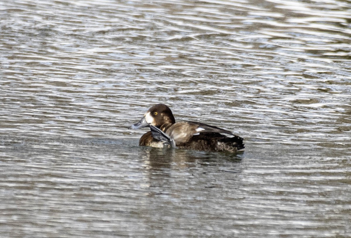 bergand - ML631271325