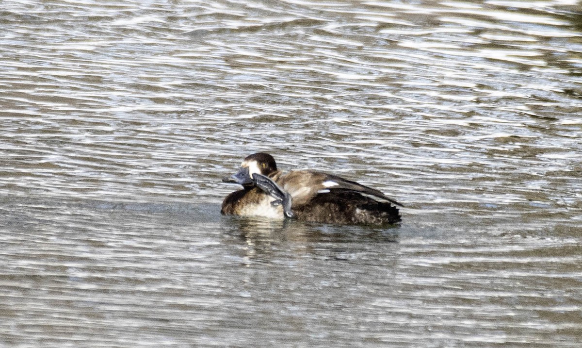 bergand - ML631271326