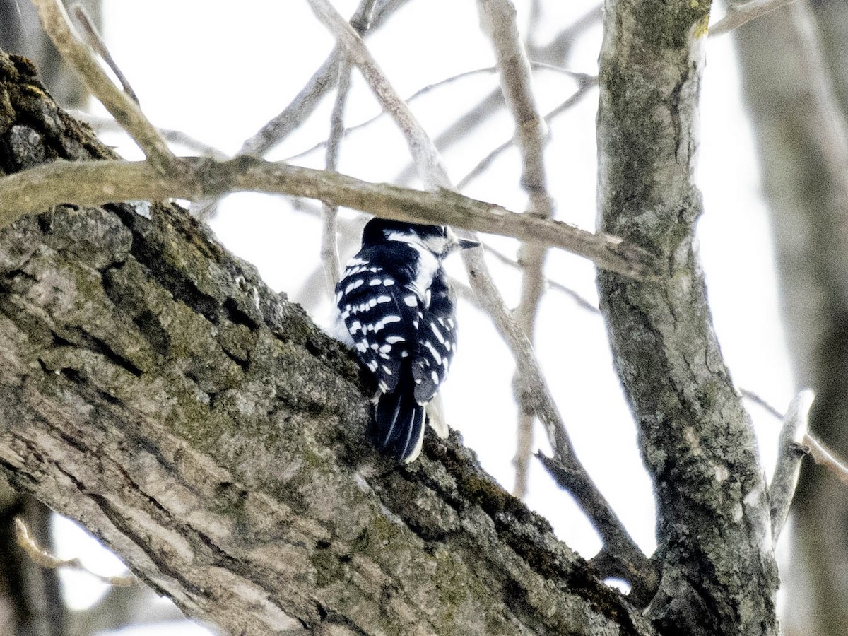 hårspett - ML631271328