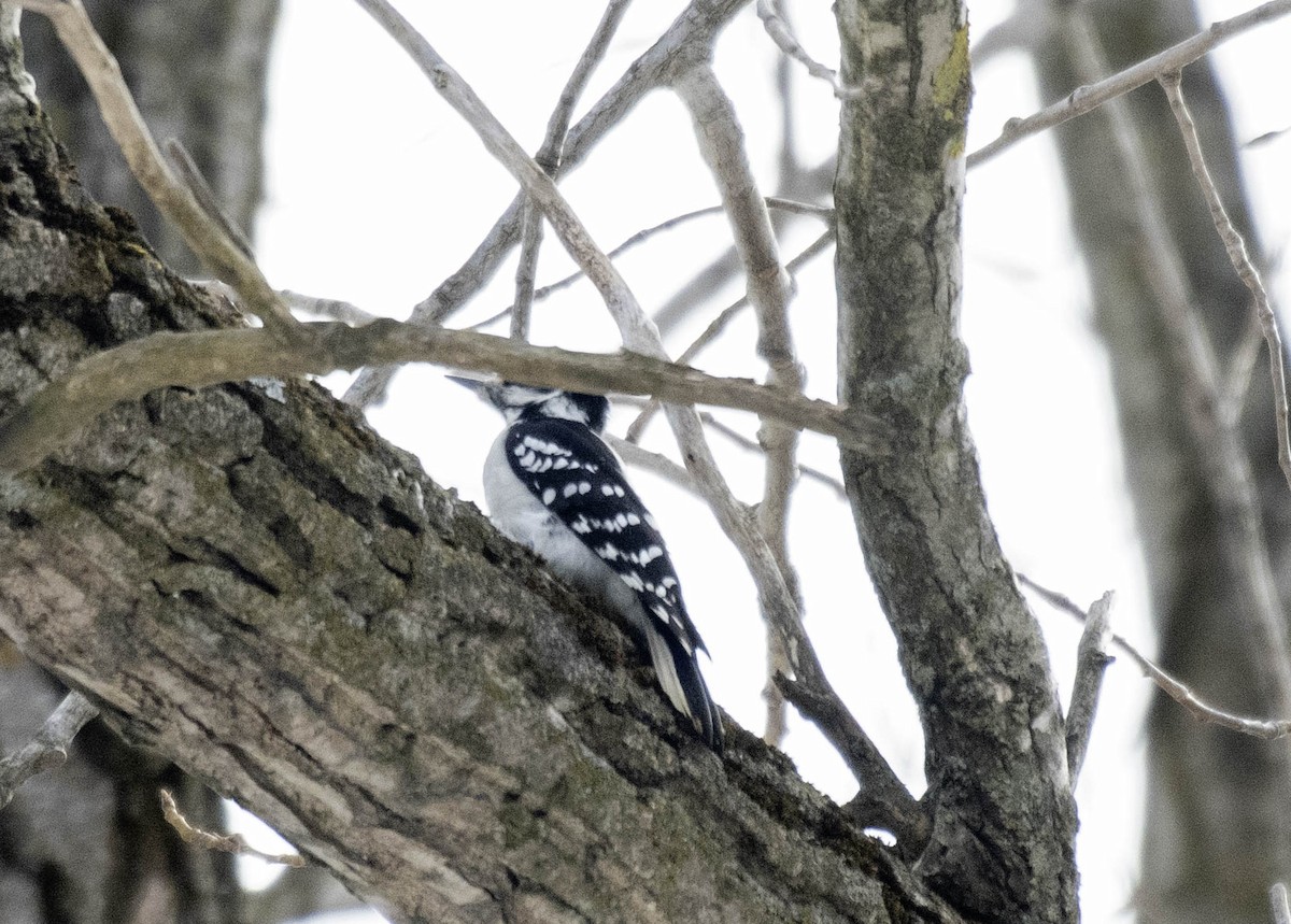 hårspett - ML631271329