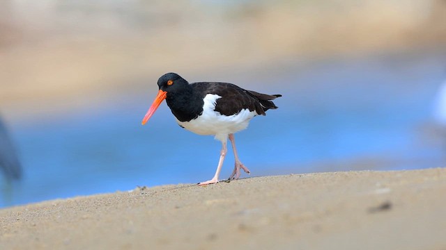American Oystercatcher - ML631271498