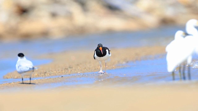 American Oystercatcher - ML631271506