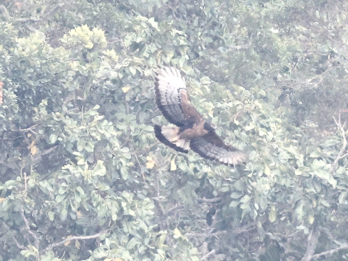 Black-and-chestnut Eagle - ML631271796