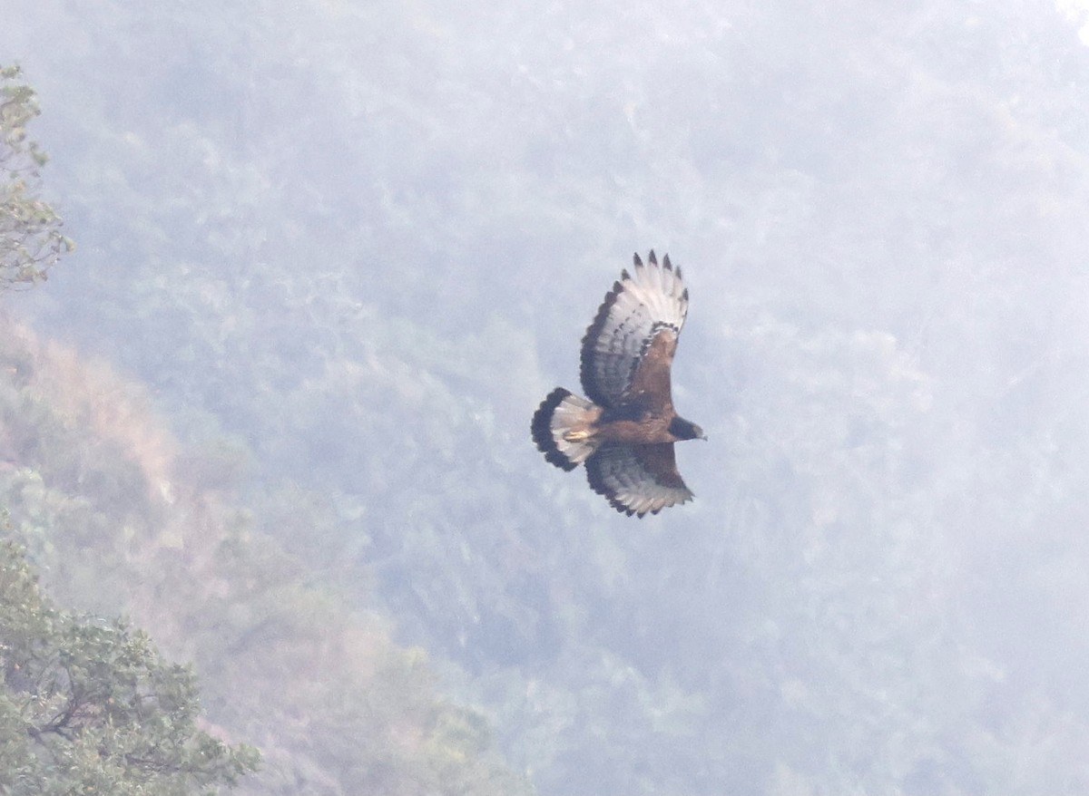 Black-and-chestnut Eagle - ML631271797