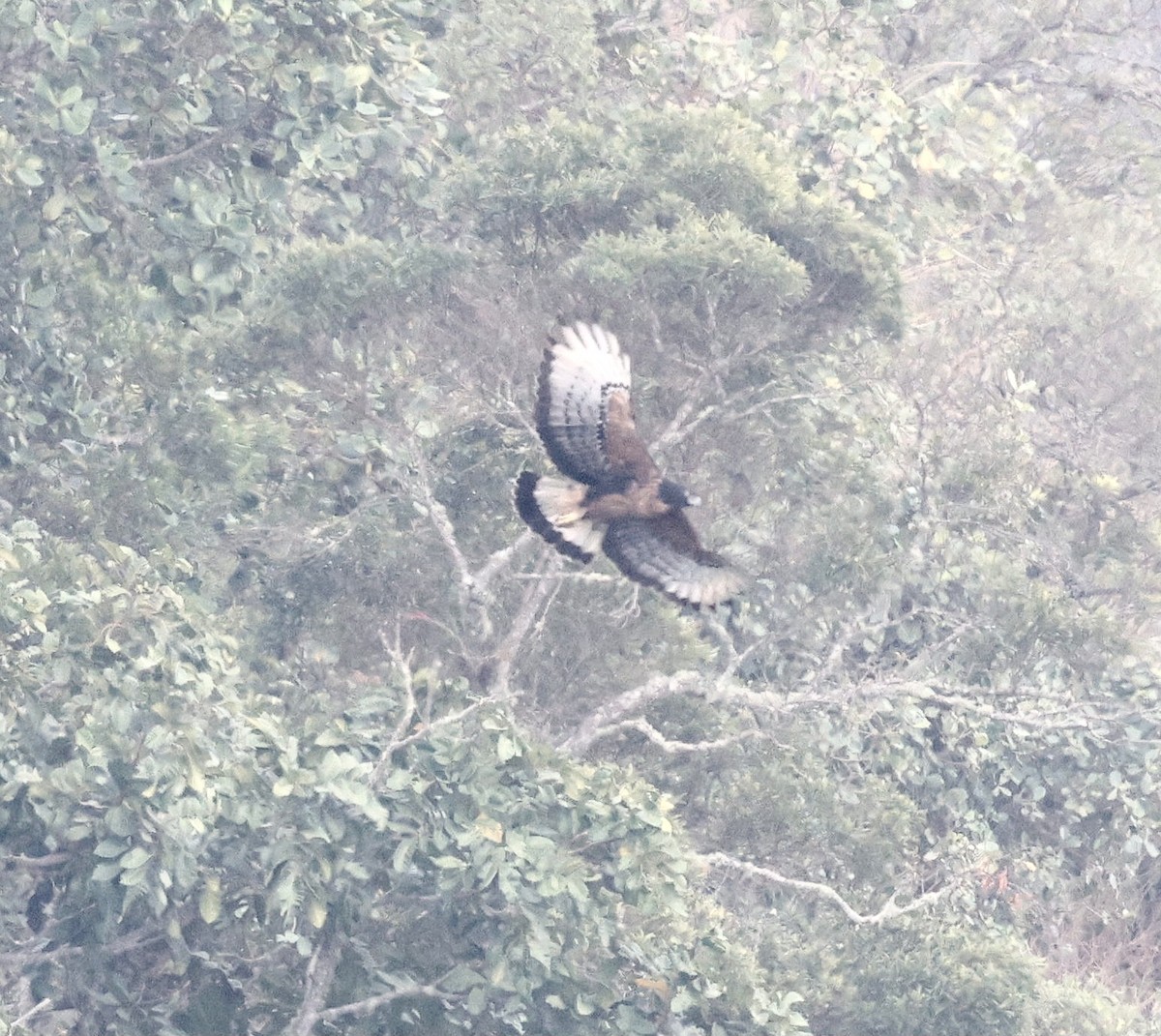 Black-and-chestnut Eagle - ML631271798