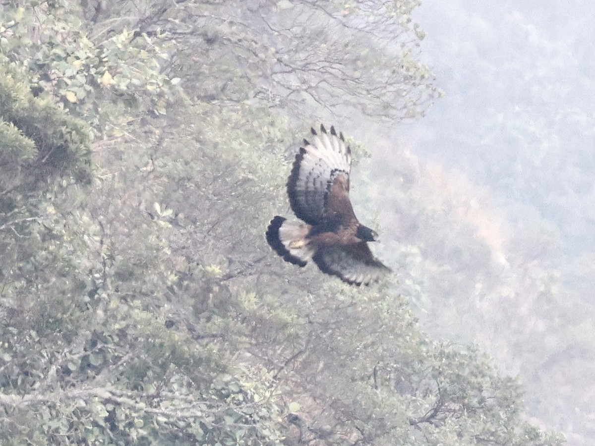 Black-and-chestnut Eagle - ML631271799