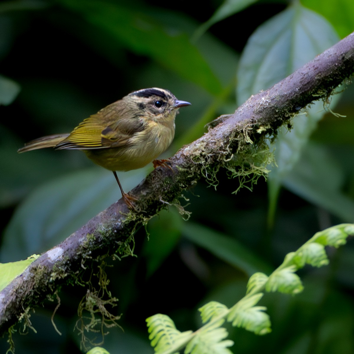 Three-striped Warbler (daedalus) - ML631271809
