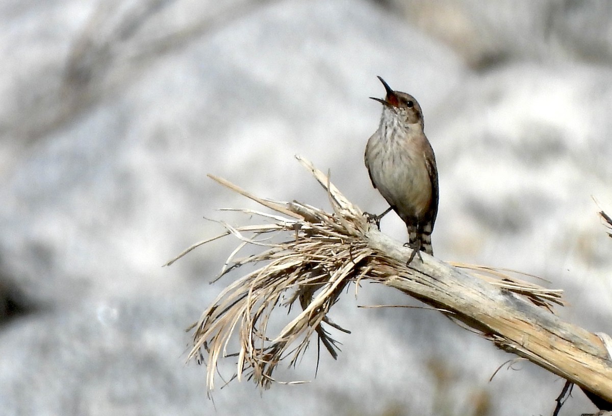 Rock Wren - ML631271933