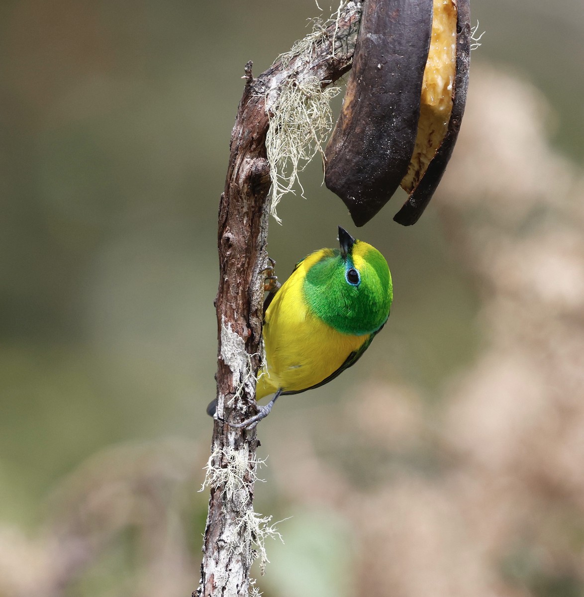 Blue-naped Chlorophonia - ML631272052