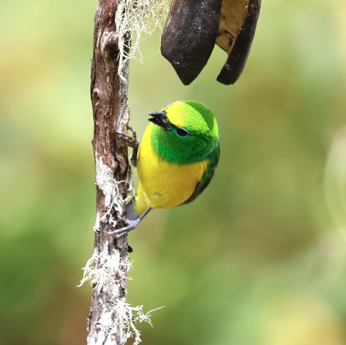 Blue-naped Chlorophonia - ML631272053
