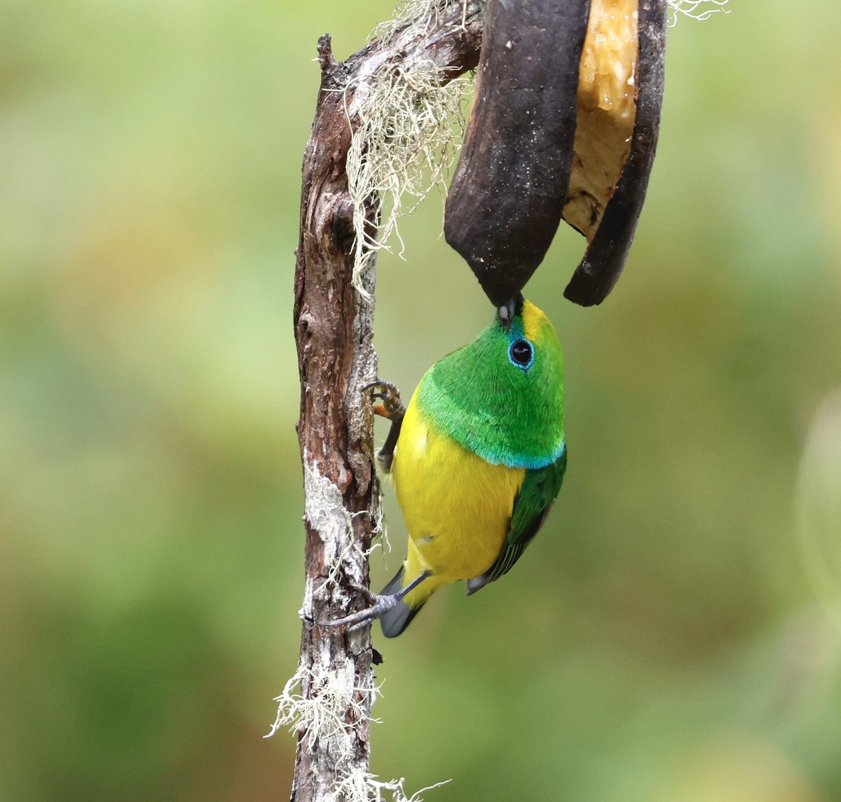 Blue-naped Chlorophonia - ML631272054