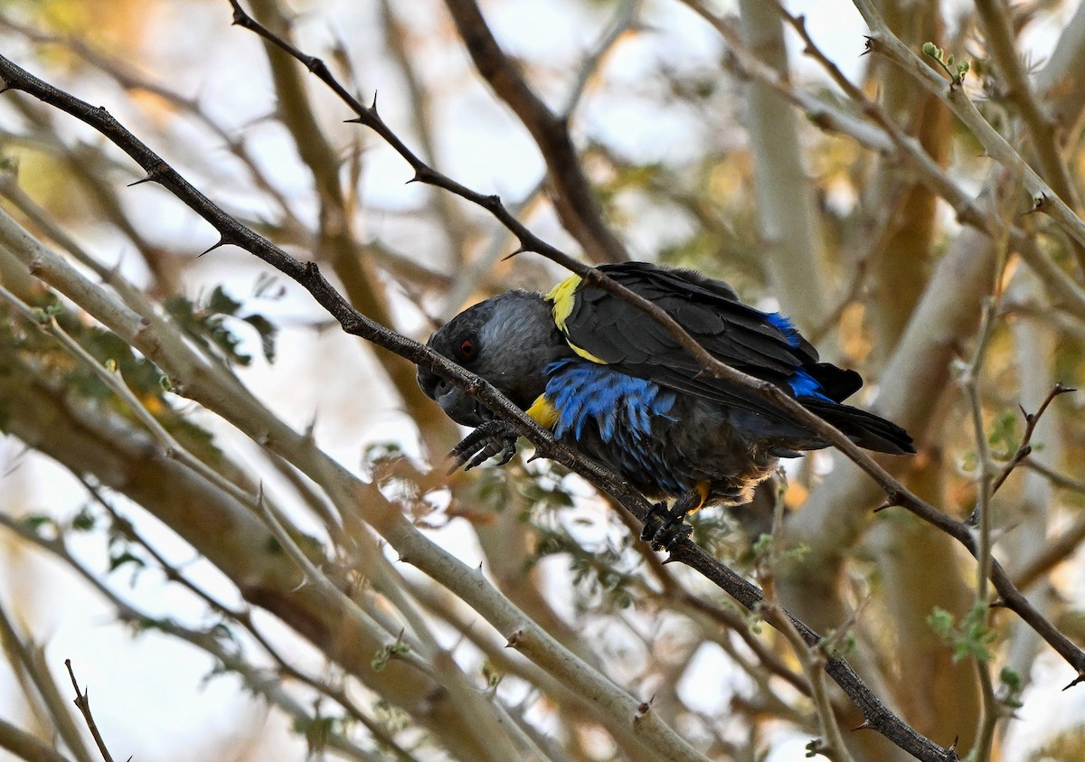Rüppell's Parrot - ML631272090