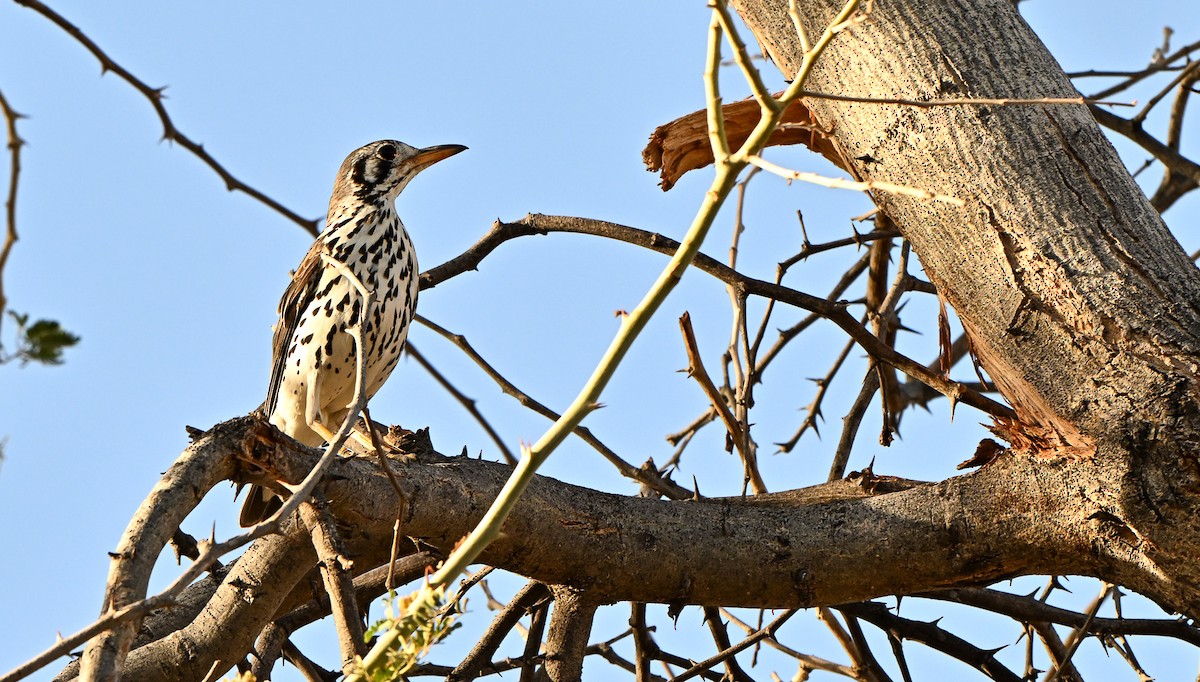 Groundscraper Thrush - ML631272147