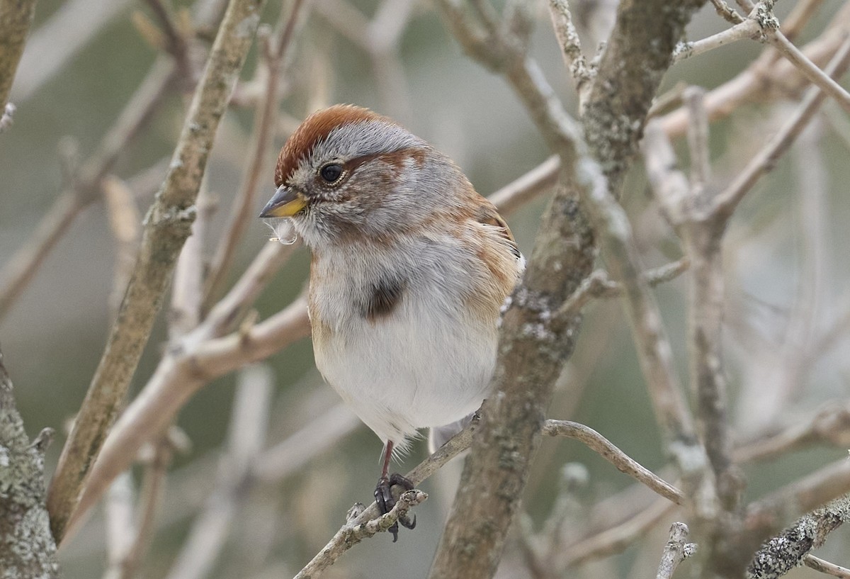 ムナフヒメドリ - ML631272380