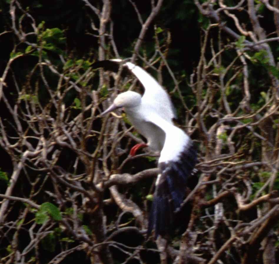 Red-footed Booby - ML631272432