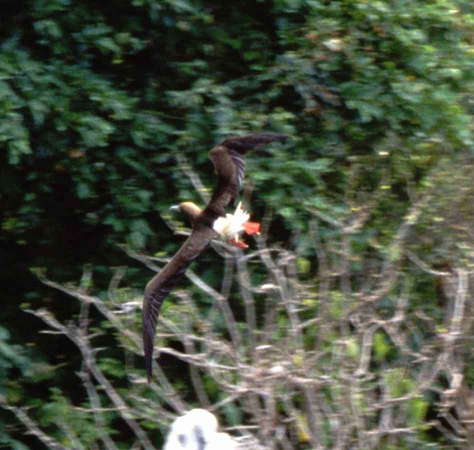 Red-footed Booby - ML631272433