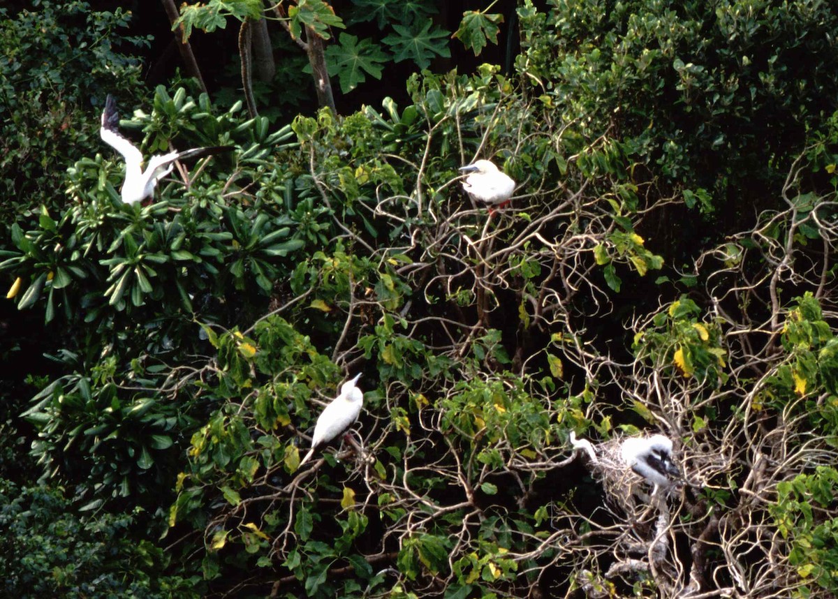 Red-footed Booby - ML631272434