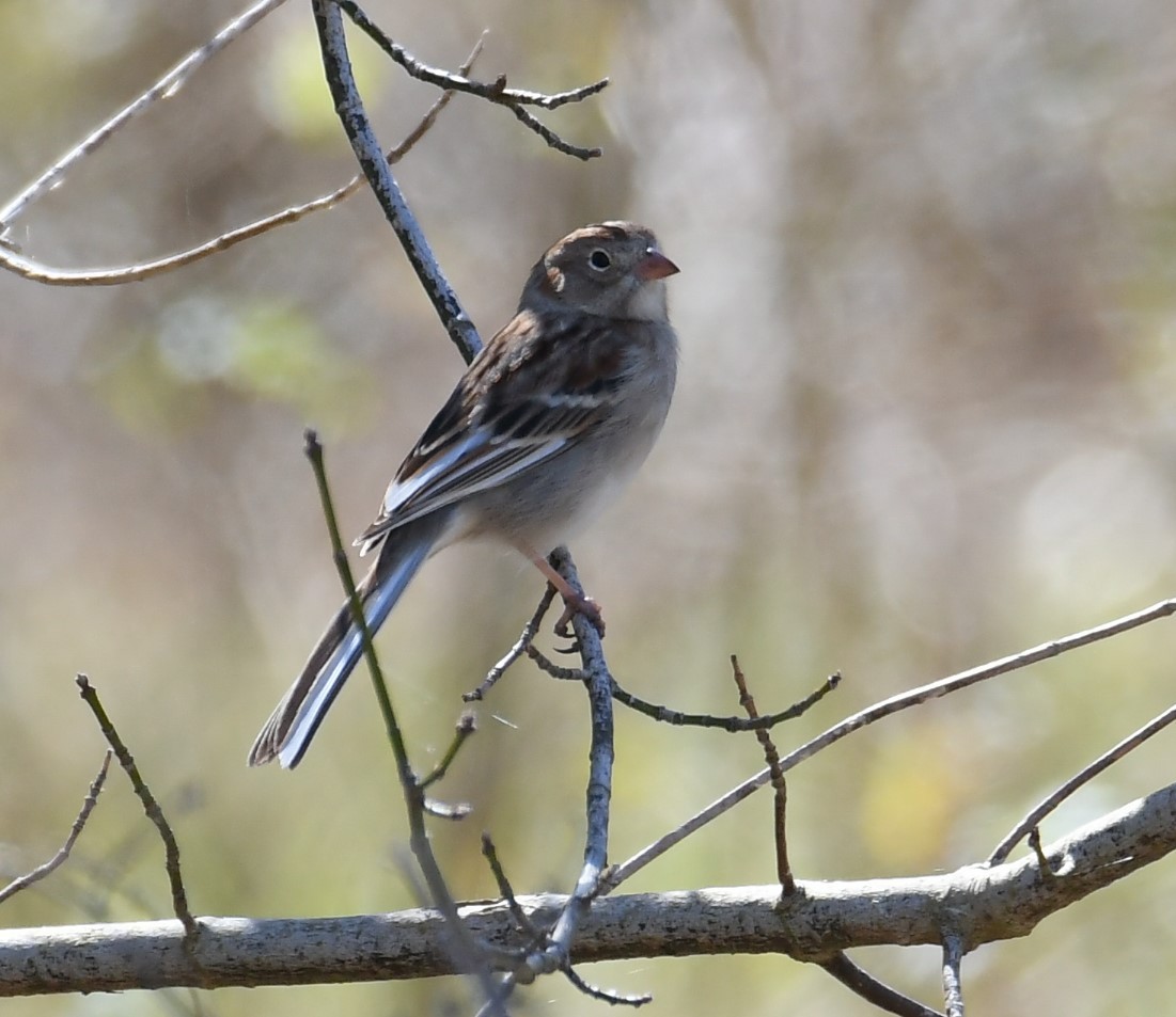 Field Sparrow - ML631272479