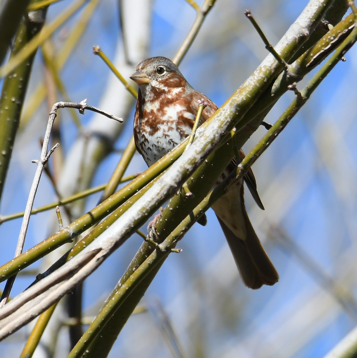 Fox Sparrow - ML631272496