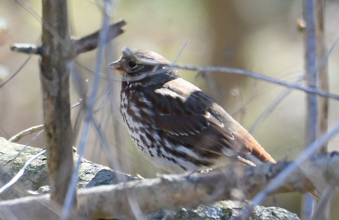 Fox Sparrow - ML631272522