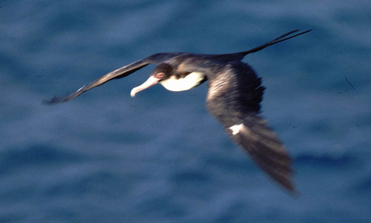 Great Frigatebird - ML631272642
